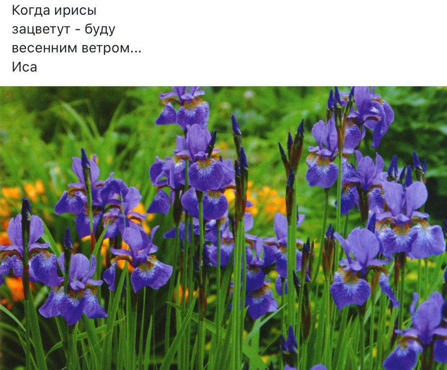Когда цветет Ирис