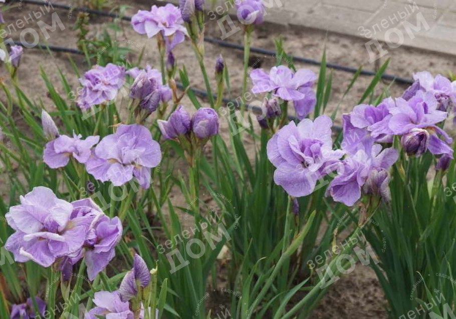 Ирис Сибирский (Iris sibirica `Imperial Opal`)