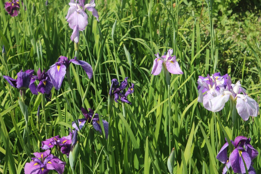 Ирис Сибирский, Iris sibirica "contrast in Styles"