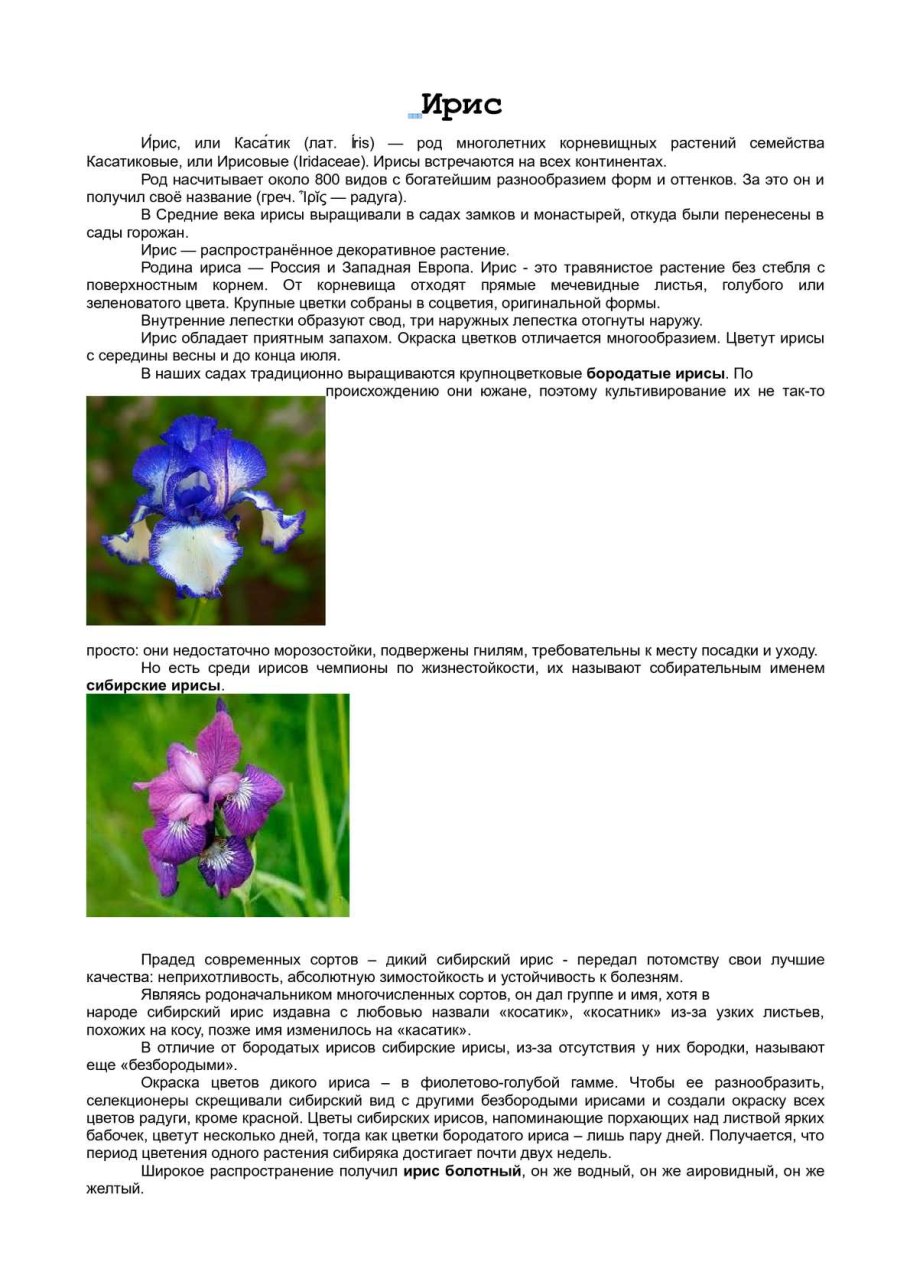 Ирис паспорт растения