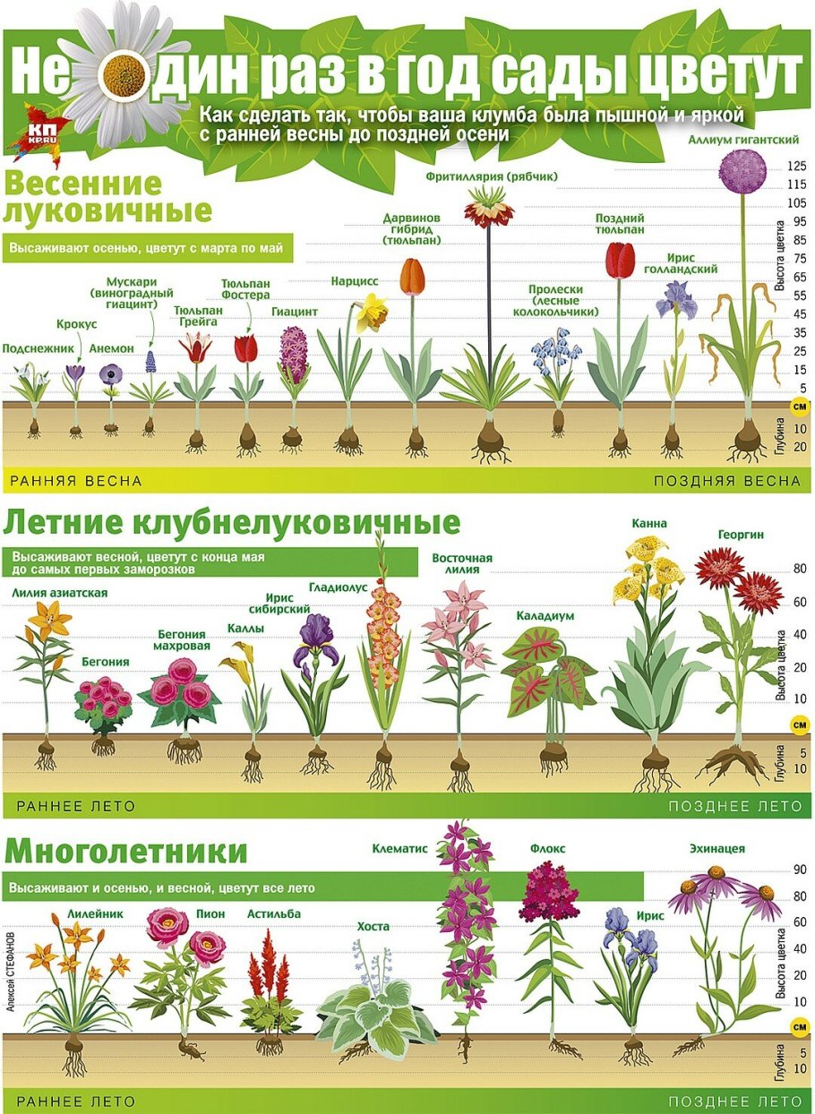 Ирис Сибирский Блю Кинг
