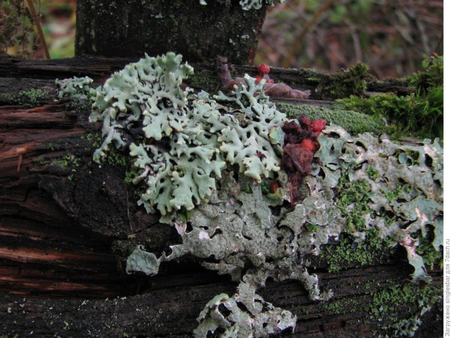 Лишайники листоватые кустистые