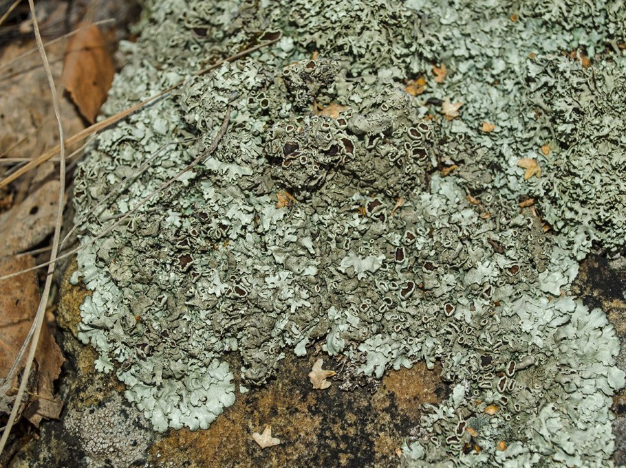 Лишайники Урала Челябинск