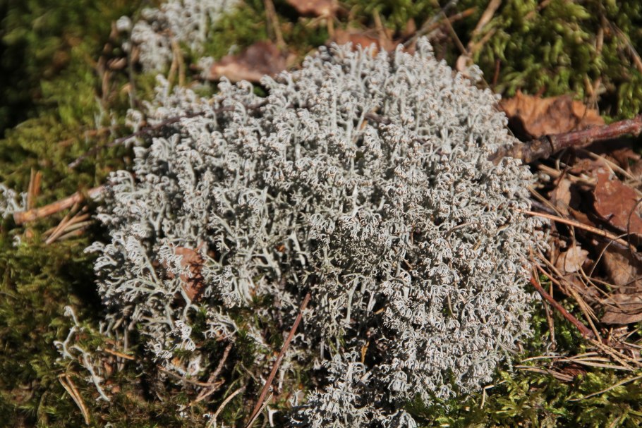 Бридский мох