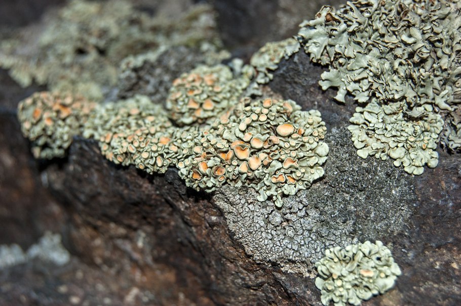Лихенизированные грибы лишайники