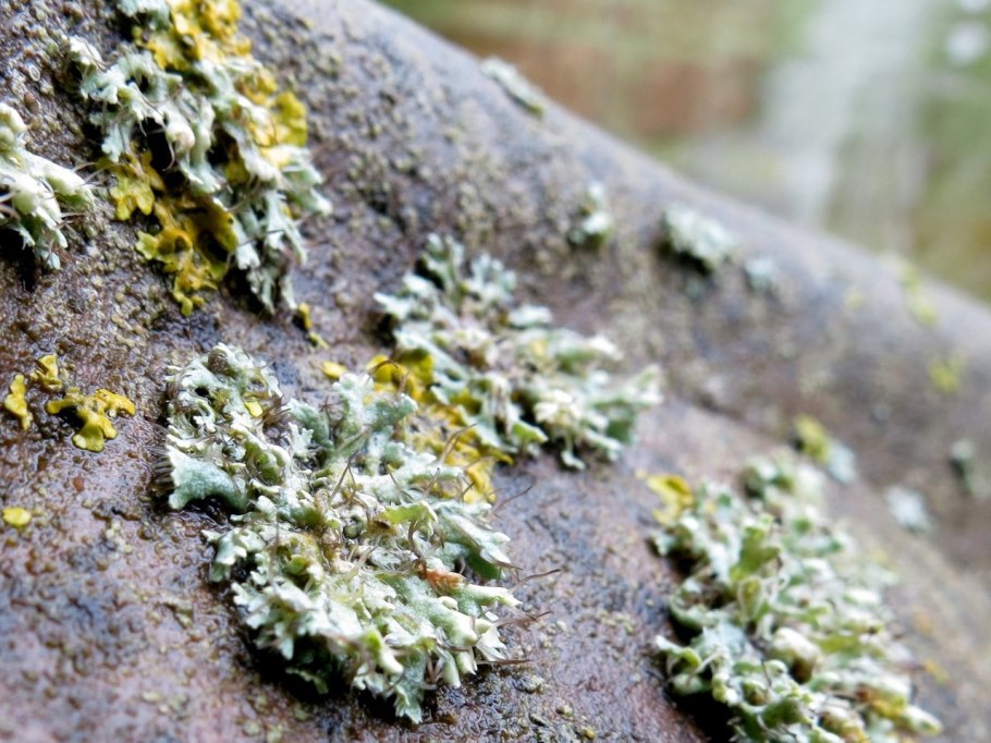 Лишайник кладония Лесная