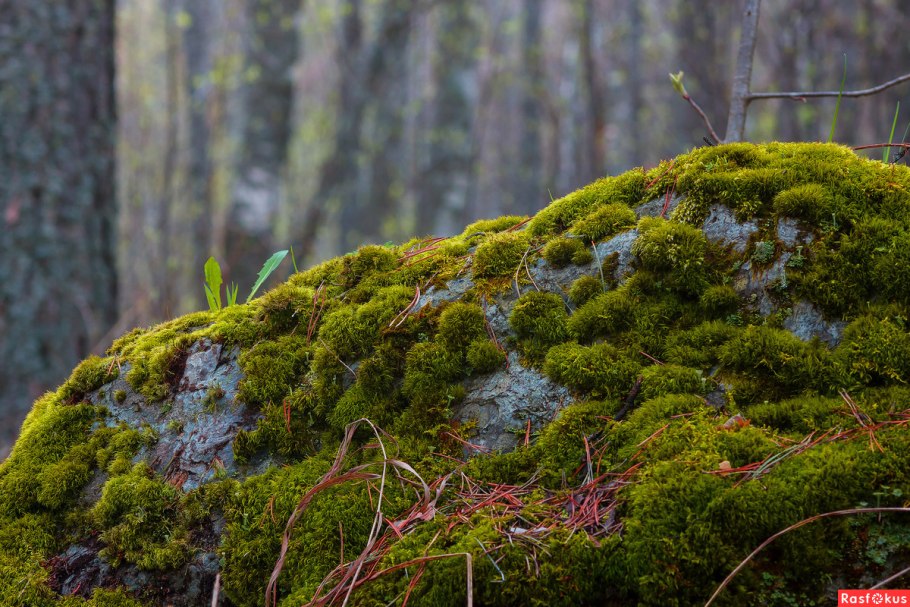 Зима корень