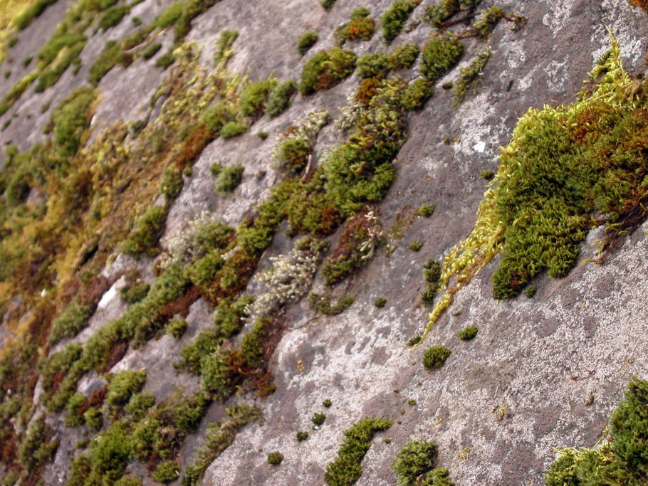 Мхи и лишайники на камнях