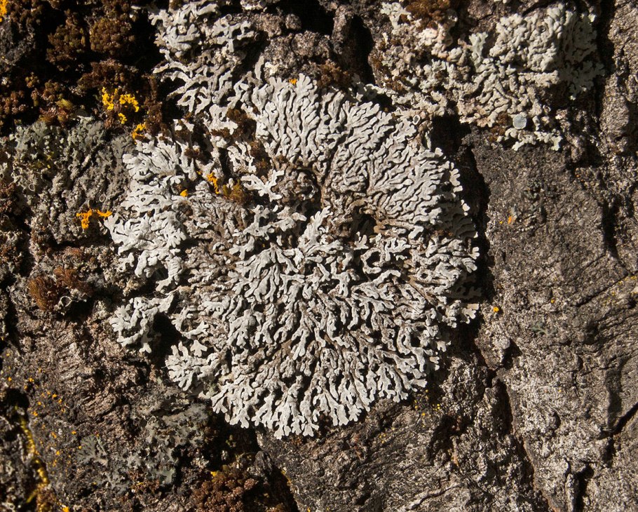 Лишайники карельского перешейка