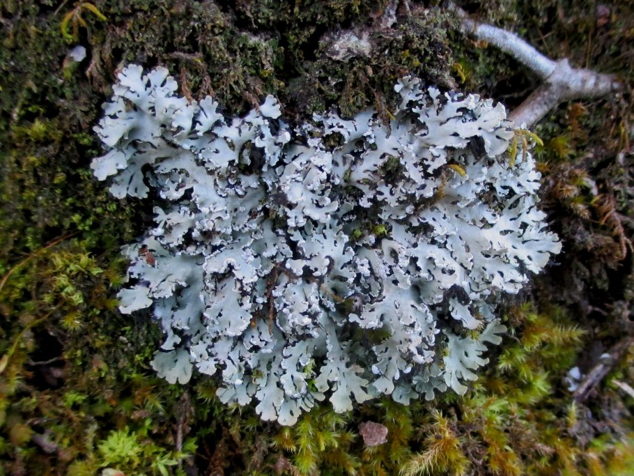 Лишайниково Моховая тундра