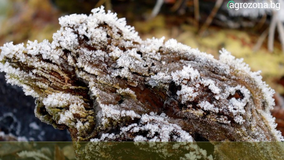 Цетрария эпифит