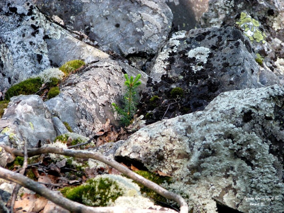 Лишайник на курумниках