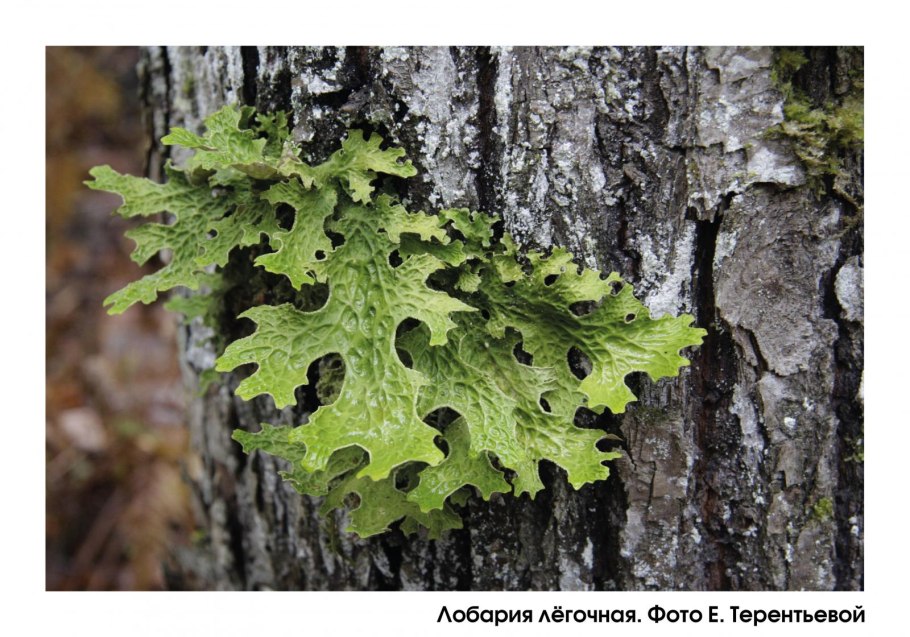 Мох криспулус
