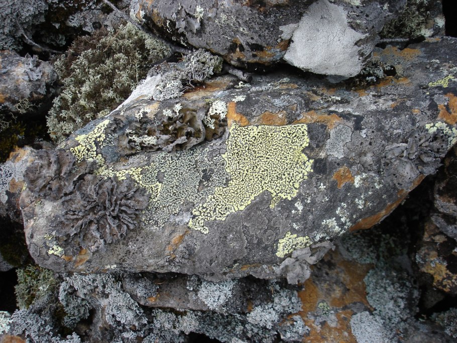 Ягель Олений мох