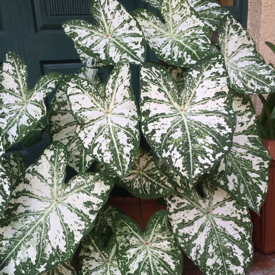 Каладиум Strawberry Star