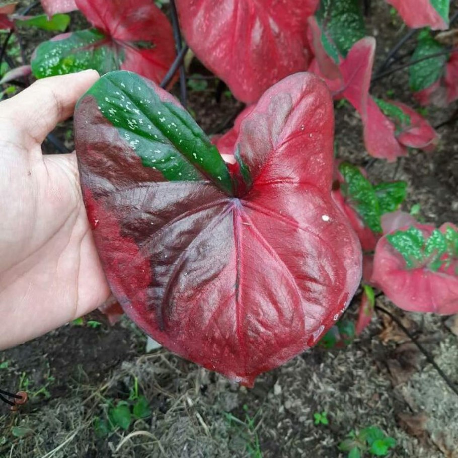 Каладиум Royal Flush