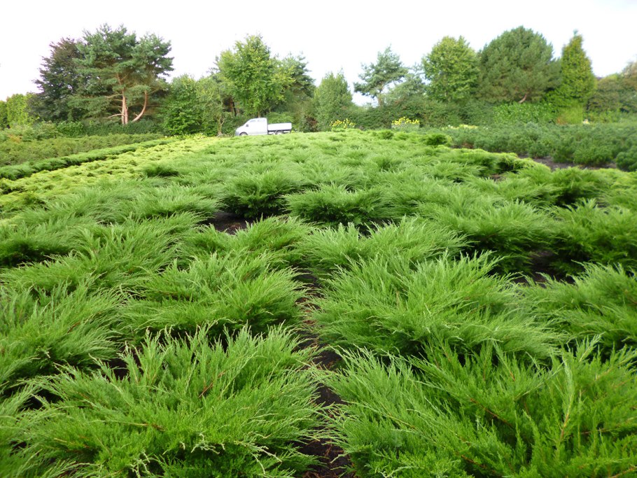 Каладиум Виолацеум