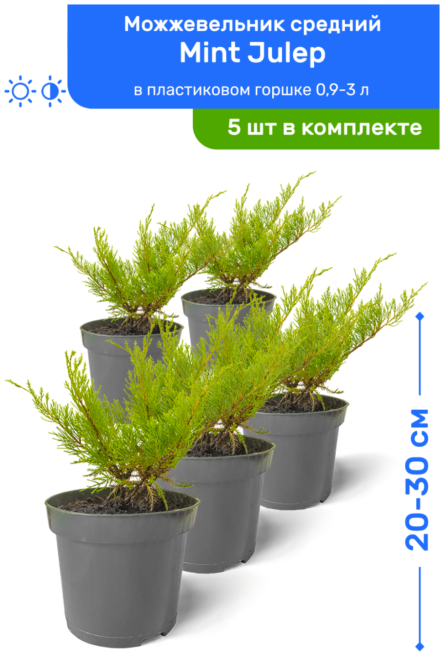 Каладиум Уайт Кристмас