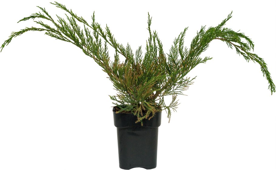 Молочный джулеп