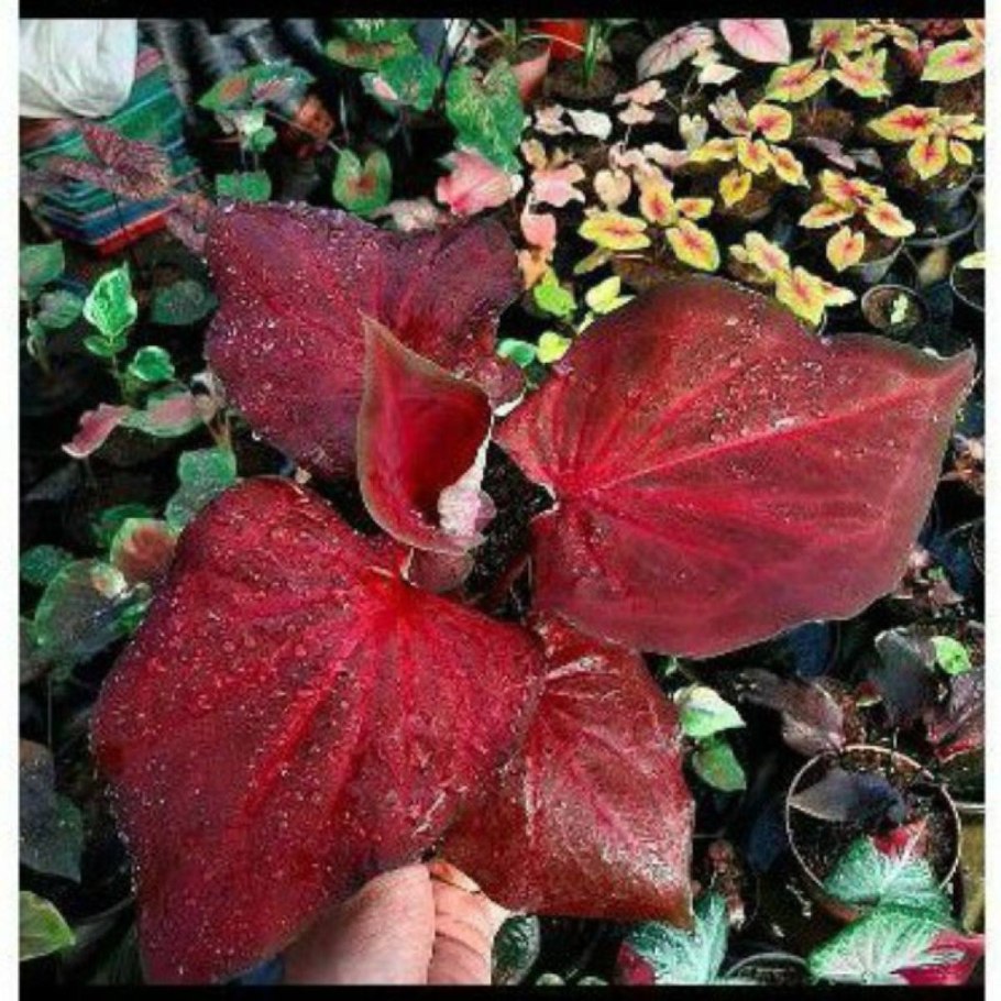 Каладиум Скарлет Флейм