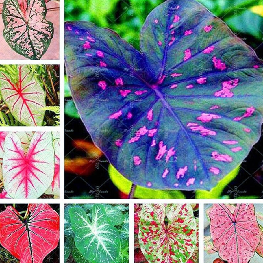 Каладиум Скарлет Флейм