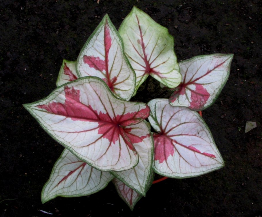 Каладиум вайт квин