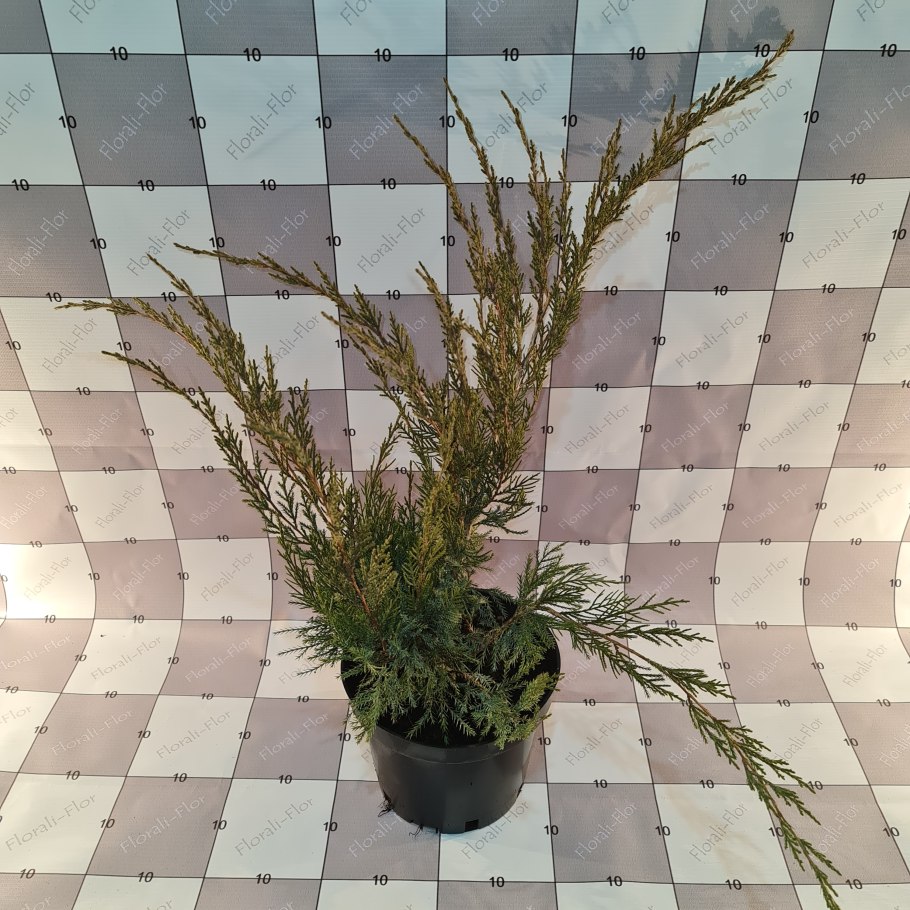 Сорт Spring Fling каладиум