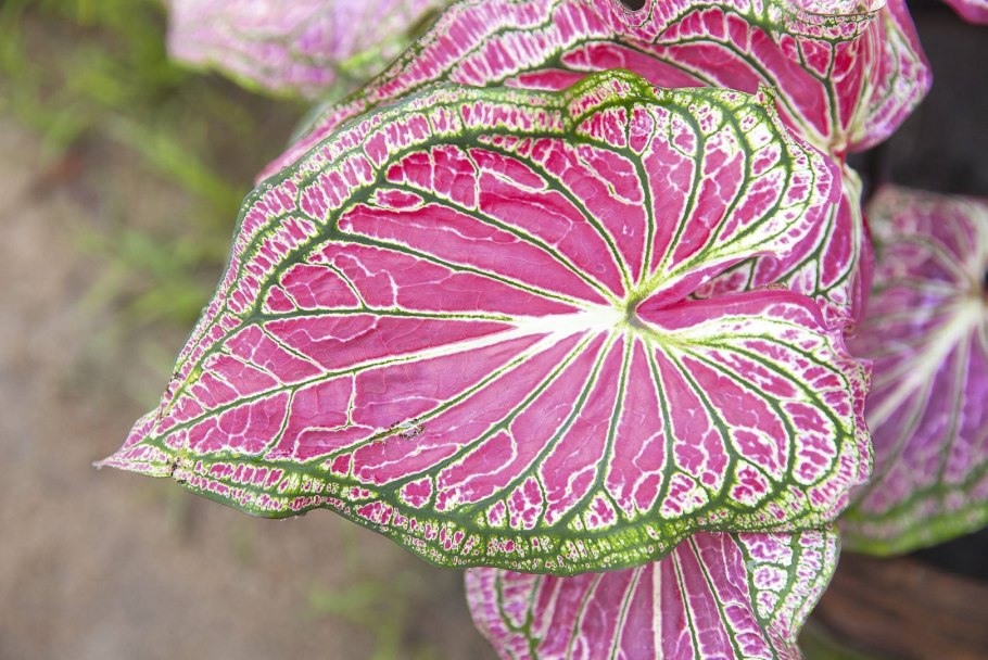 Каладиум Pink Beauty