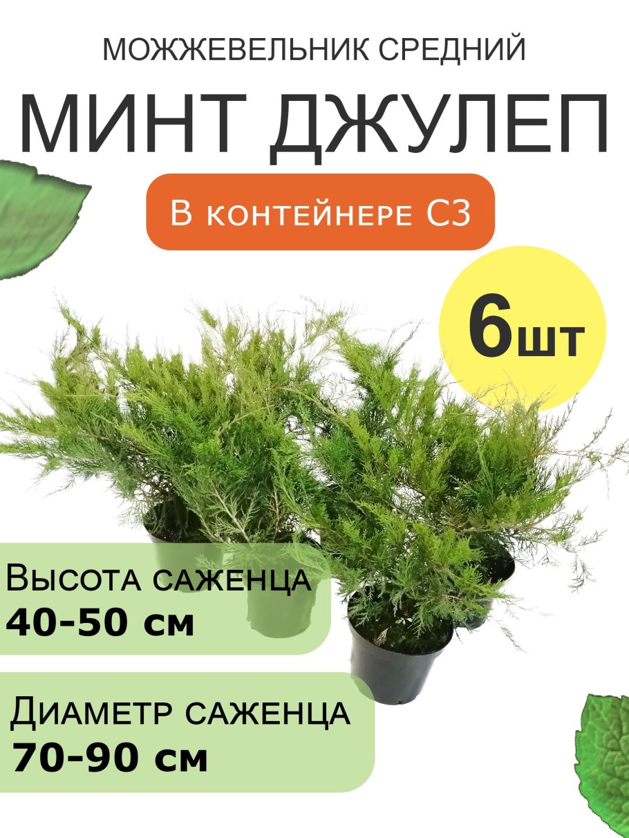 Два листочка каладиум в векторе