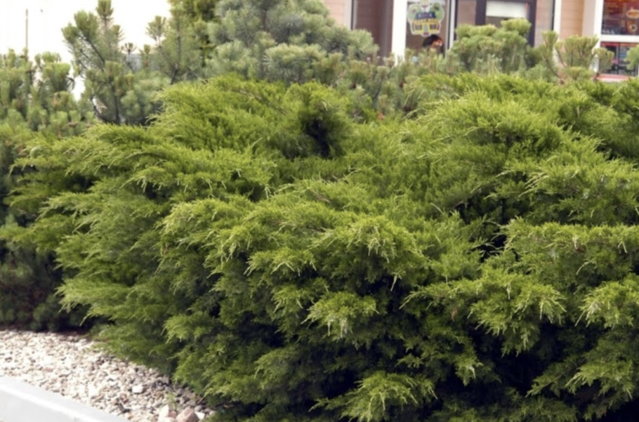 Каладиум Garden White