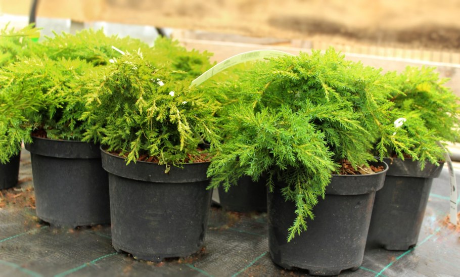 Можжевельник Mint джулеп