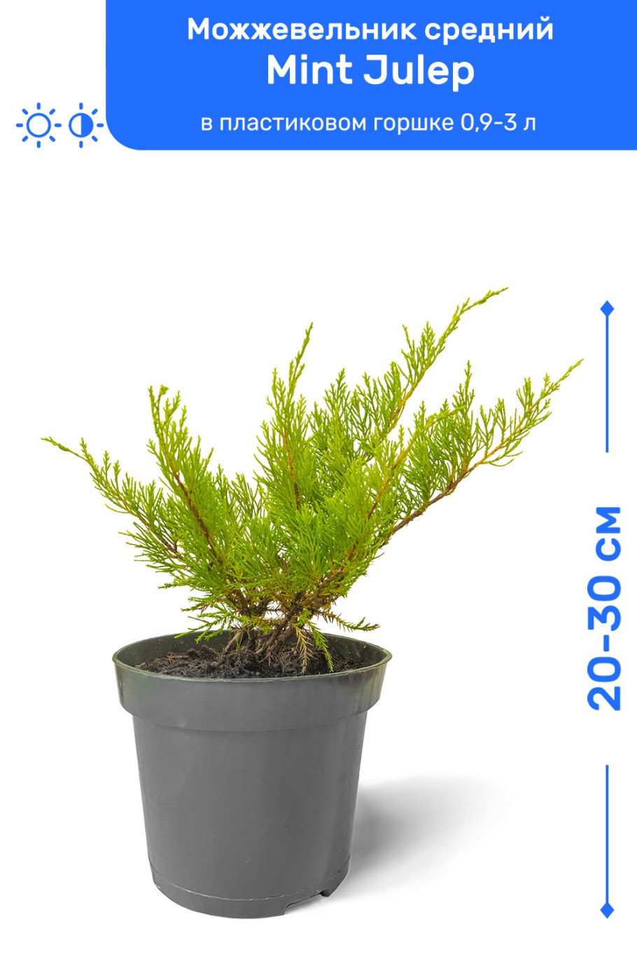 Каладиум Heart to Heart