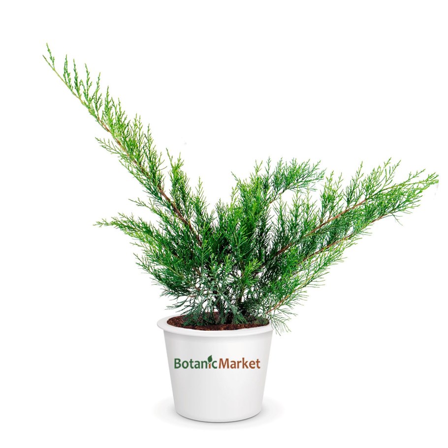 Каладиум белое крыло