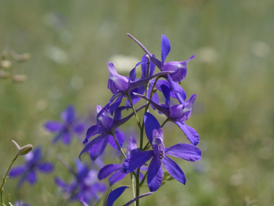 Живокость Полевая (шпорник)