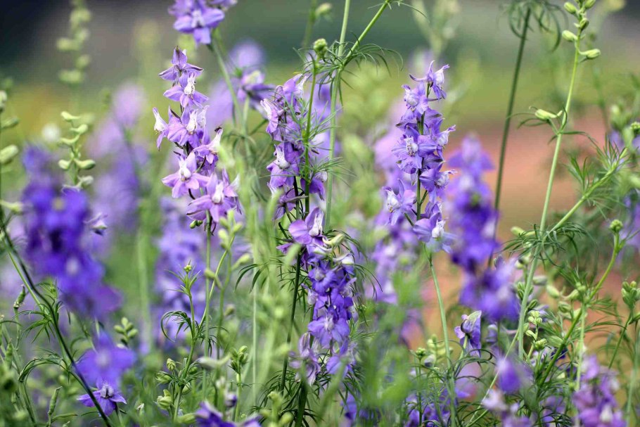 Аконит/борец Кузнецова (Aconitum kusnezoffii)