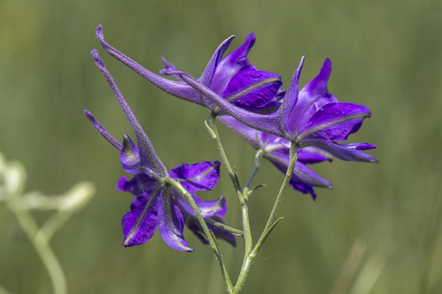 Дельфиниум Pagan Purples