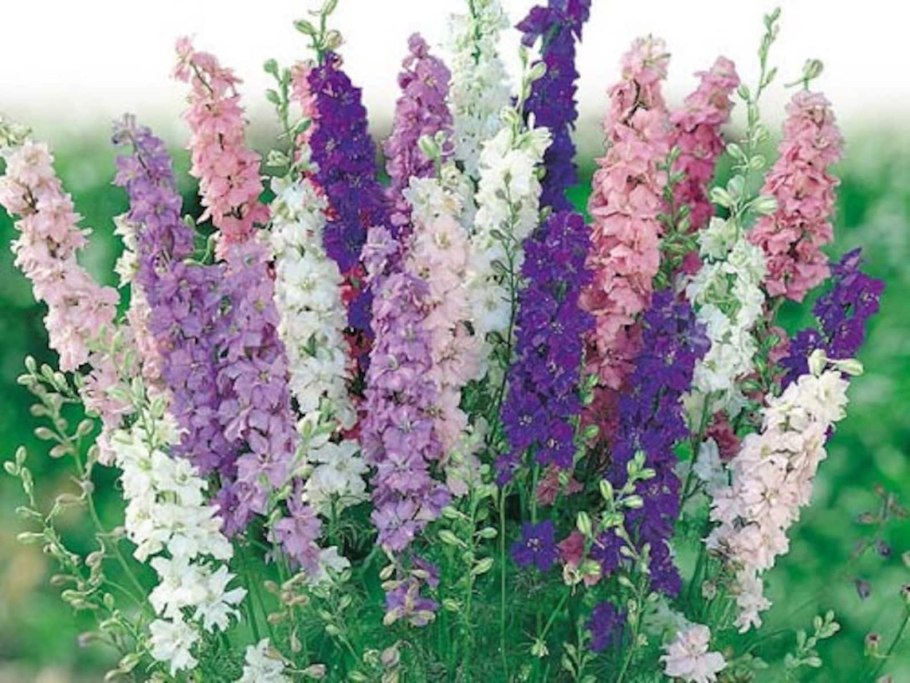 Дельфиниум цветок ядовитый