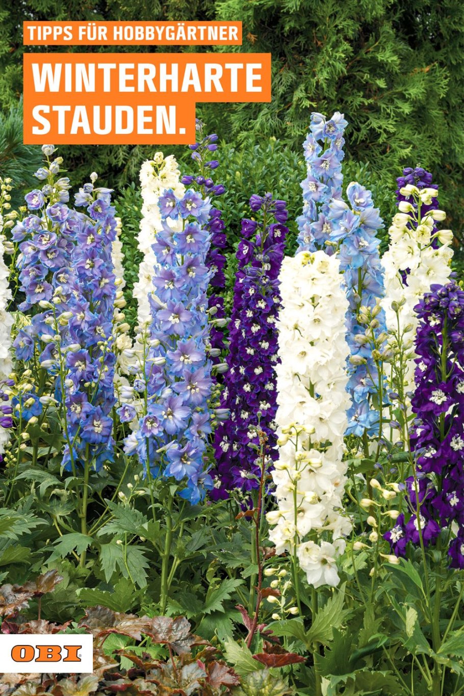 Синее опасное растение на даче