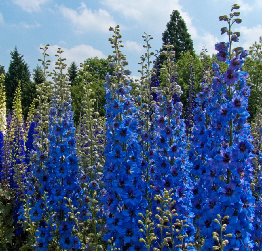 Шпорник, живокость, Сокирки