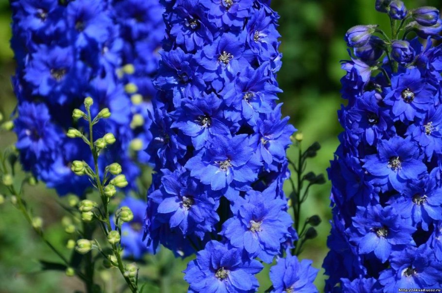 Дельфиниум живокость
