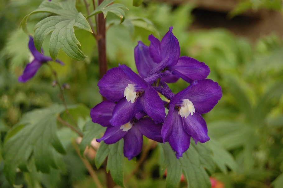 Delphinium puniceum