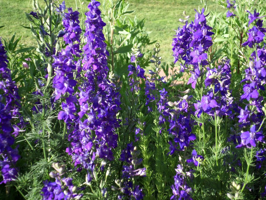 Delphinium ajacis