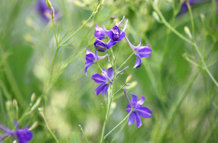 Дельфиниум живокость Полевая Ларкспур