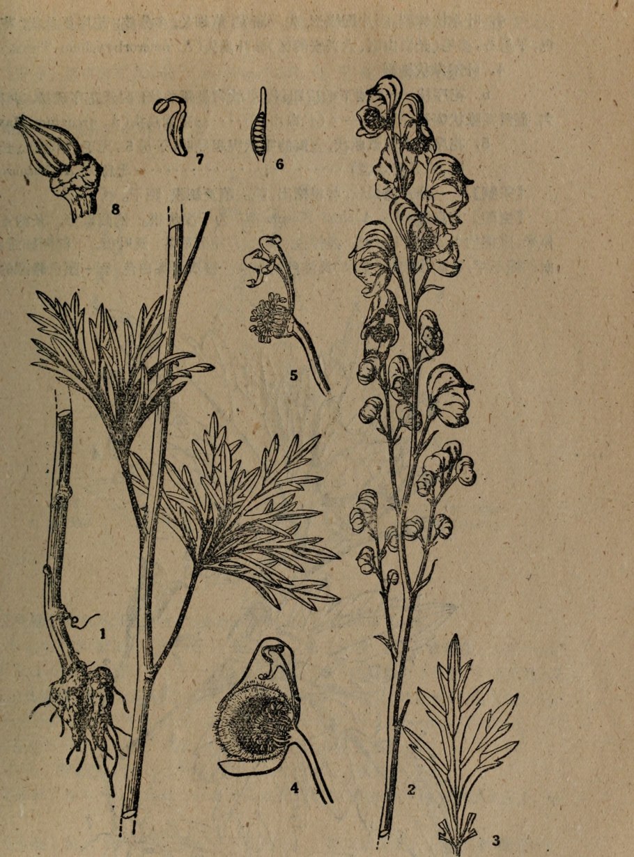 Живокость Полевая (шпорник)