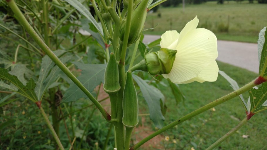 Окра готовое блюдо