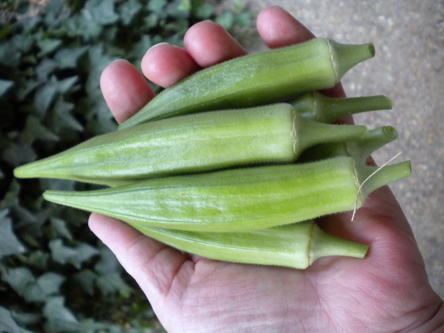 Okra Extra