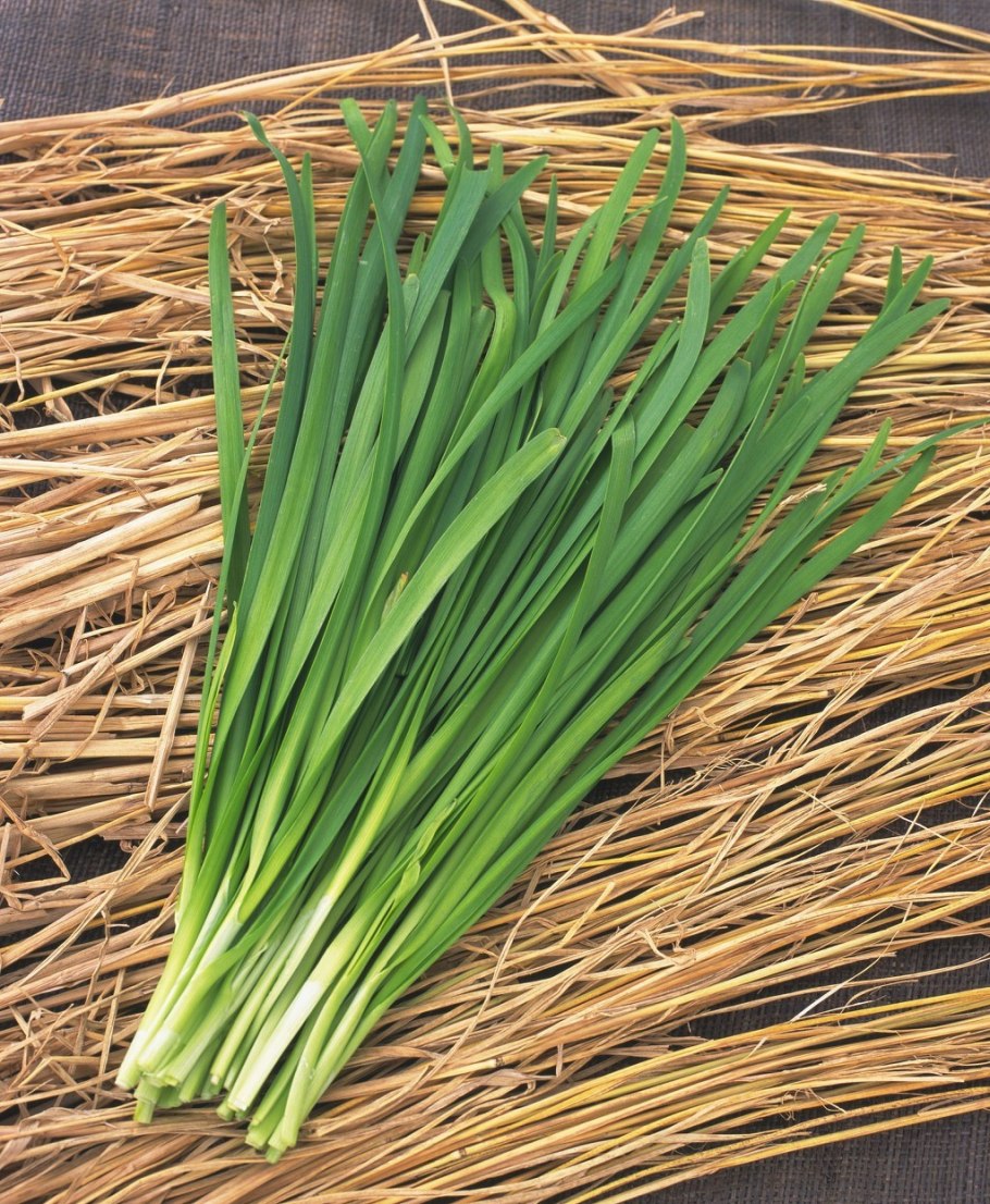 Джусай китайский лук