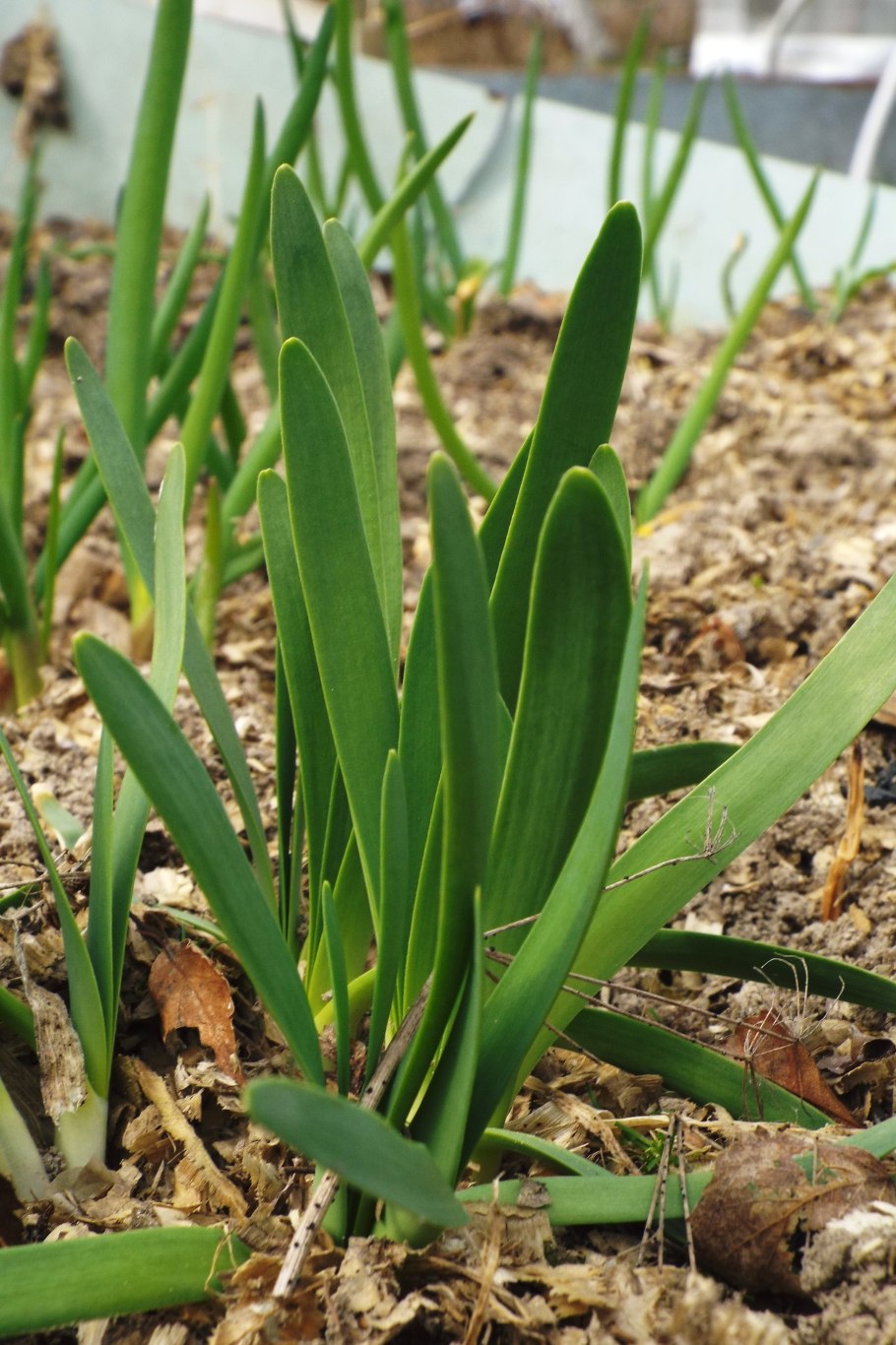 Плоский лук слизун