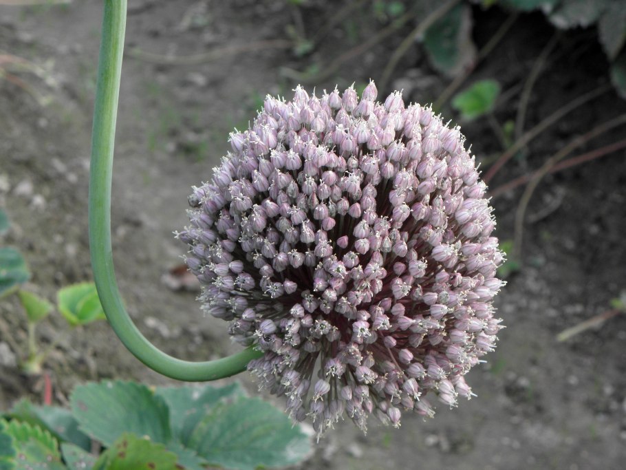 Дикий лук порей