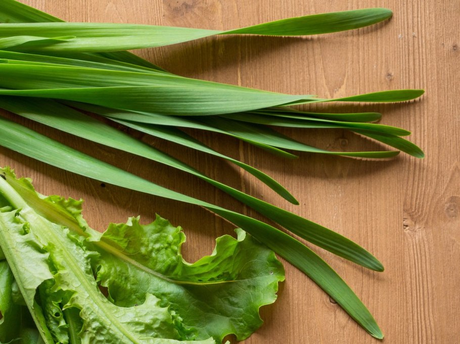 Лук слизун широколистный